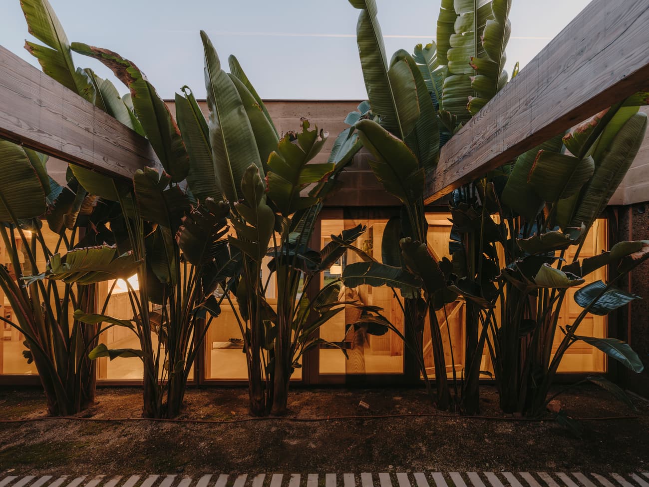 Architectural project - organic elements, evening glow, tropical garden, lush foliage, contemporary landscape, open plan transition, seamless flow, architectural plants, tropical style, serene ambiance, smooth transition, indoor-outdoor living, eco-friendly design, relaxation area, outdoor space, natural light, privacy screen, passive design, wooden beams, minimalist design, tranquil setting, structural wood, green architecture, biophilic design, sustainable home, natural ventilation, large windows, indoor outdoor, green living, inviting space, cozy atmosphere, garden view, peaceful vibe, modern home, earthy textures, residential garden, soft tones, modern exterior, warm lighting, glass facade, warm materials